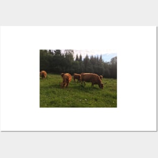 Scottish Highland Cattle Cows 2028 Posters and Art